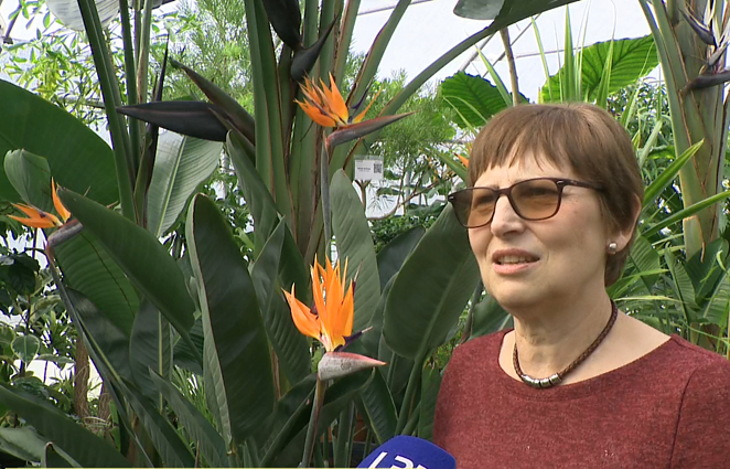 „Augalai – ne tik deguonies šaltinis“: VU Didžiajame šiltnamyje vyksta pažintinės ekskursijos