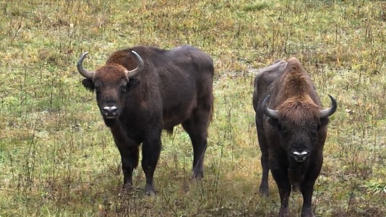 Kauno rajone apsigyvenus stumbrams, iš ūkininkų jau gauta pranešimų apie žalą pasėliams