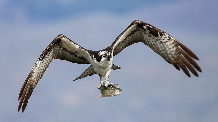 Unikali galimybė – grįžta retų paukščių stebėjimas tiesiogiai: galės matyti 5 lizdus