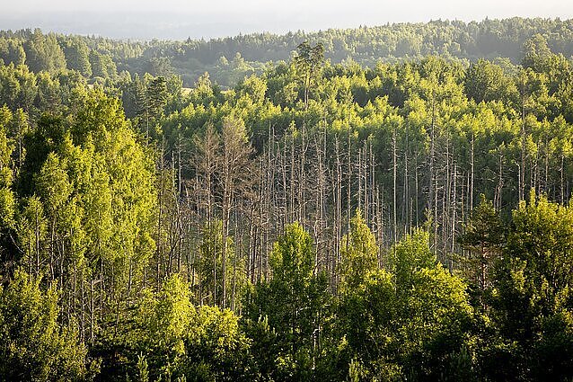 Perspėja dėl eglių kenkėjo invazijos: bandant apsaugoti medžius, ragina naudotis programėle
