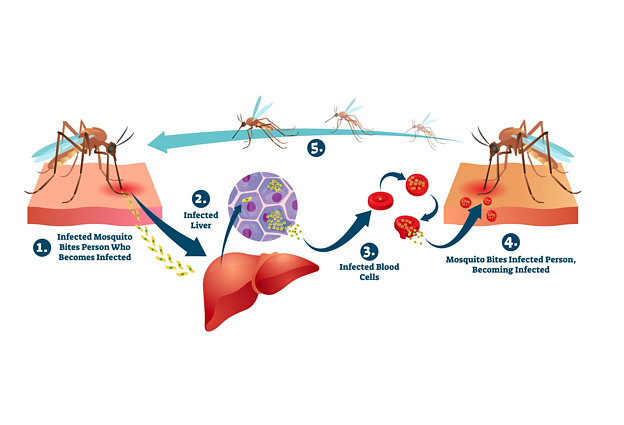 Maliarinio plazmodijaus gyvenimo ciklas