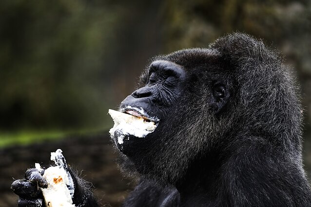 Gorila Fatou 2018 m.