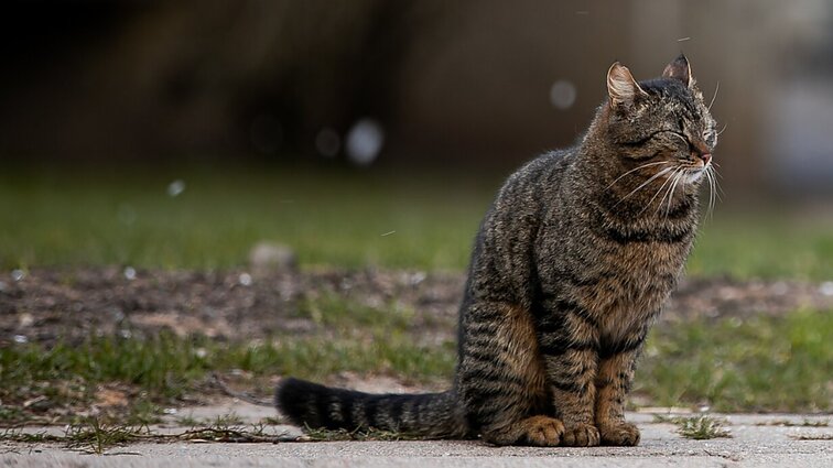 Savanoriai Švenčionyse sugaudė dešimtis kačių, sterilizavo ir paleido į laisvę