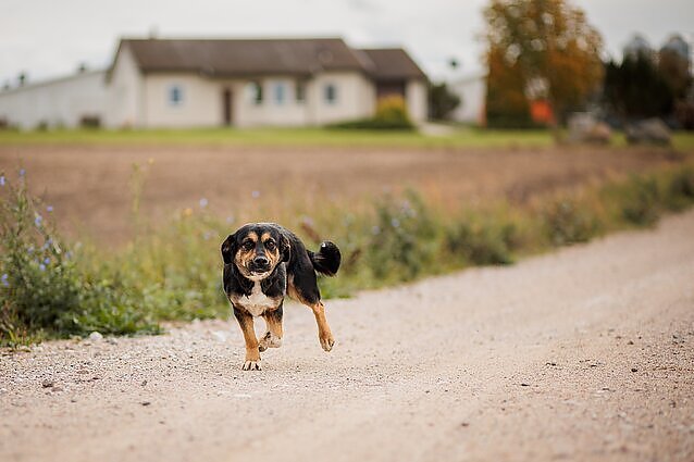 Siūlymai drausti rišti šunis prie grandinių atmesti: iniciatoriai nepraranda optimizmo