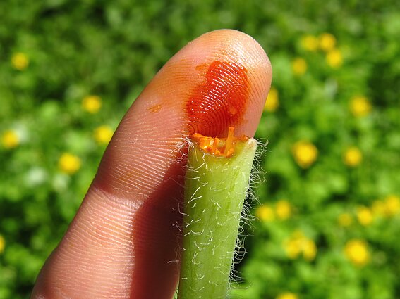 Oranžiniu ugniažolės pienu gydomos karpos