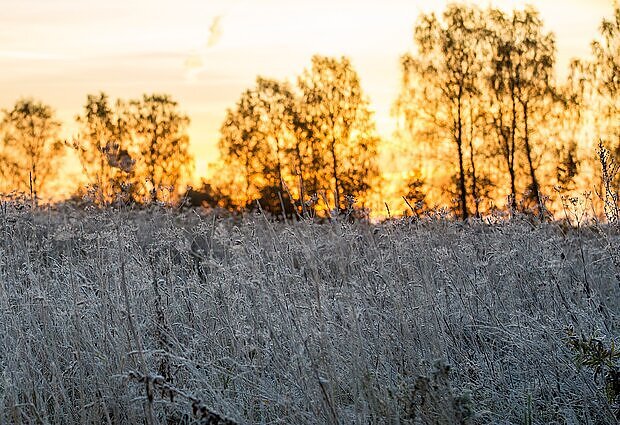Dideles šalnas naktimis prognozuojanti sinoptikė: pokštų balandis mėgsta iškrėsti