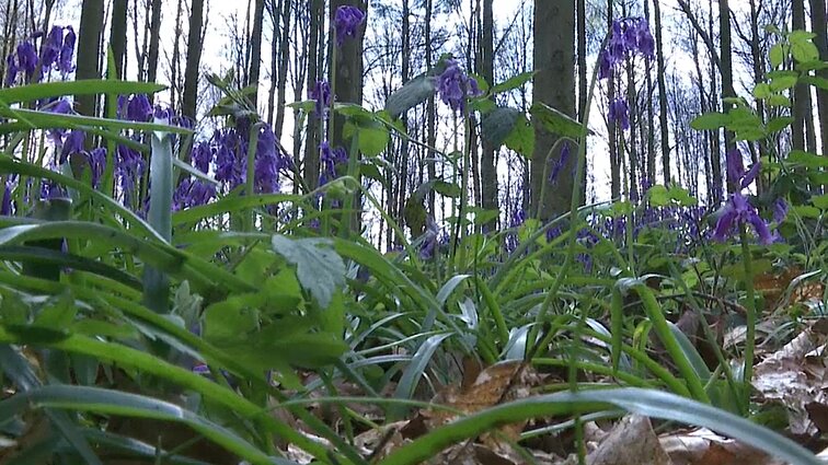 Belgai keliauja pažiūrėti ne sakurų, o linksmių kilimo: žydi vos kelias savaites