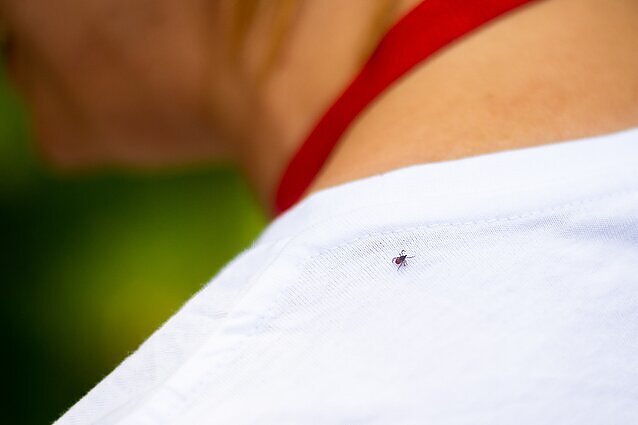 Erkės jau imasi savo darbo: specialistė įvardijo, kada ir kaip žmogus gali jaustis saugus