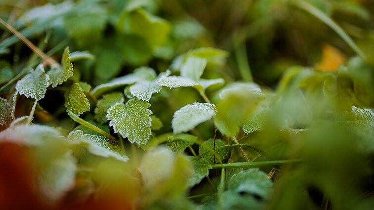 Saugome sodus nuo šalnų: anot specialisto, apie jas reikia galvoti dar prieš sodinimą