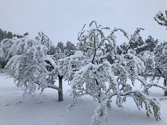 Snow in Ukmergė district