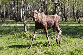 Briedis