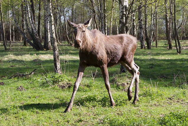 Briedis