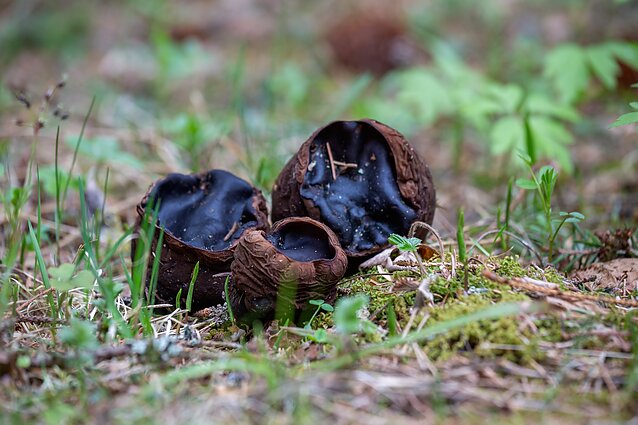 Paslaptingas miško turtas – taukiai