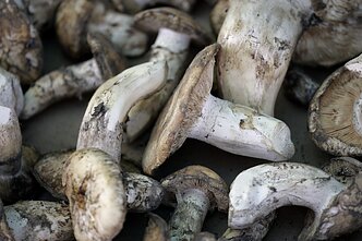 Matsutake grybai
