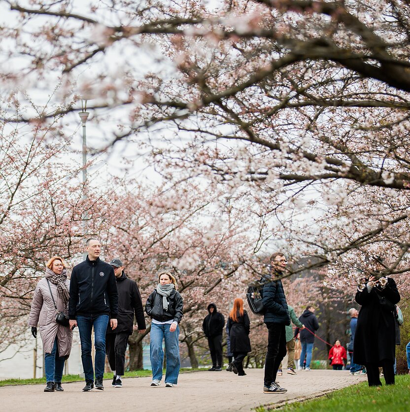 J. Stacevičiaus / LRT nuotr., Sakuros Vilniuje