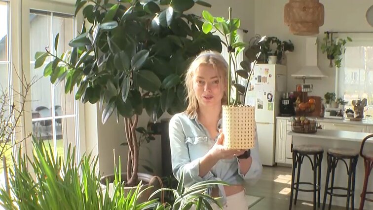 Kambarinės gėlės vazonas iš tuščio pieno pakelio: kaip pasigaminti namuose?