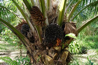 Aliejinė palmė Aliejinė palmė