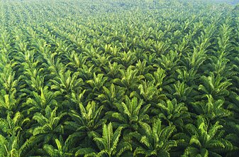 Aliejinių palmių plantacija Aliejinių palmių plantacija