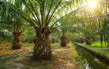 Aliejinių palmių plantacija Aliejinių palmių plantacija