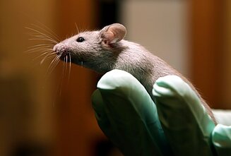 Laboratorinė pelė, asociatyvi nuotr. Laboratorinė pelė, asociatyvi nuotr.