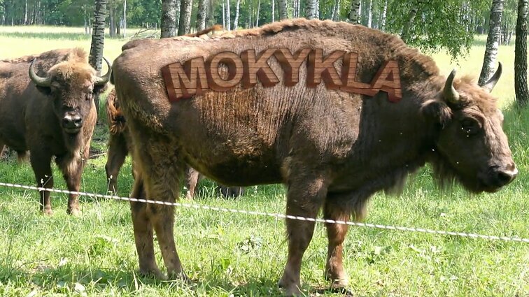 Dviračio žinios. Tuoktuvės pas merą, Sinkevičiaus kaina ir mokyklų statymo vajus