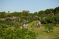Ogród Botaniczny UW w Kojranach Ogród Botaniczny UW w Kojranach
