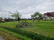 Šilutės rajone krisdamas oro balionas rėžėsi į pastatus, medžius Šilutės rajone krisdamas oro balionas rėžėsi į pastatus, medžius