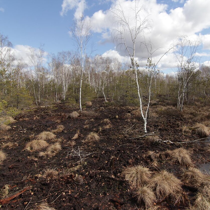 Leonoas Jarašius, Sacharos pelkė prieš atkūrimą
