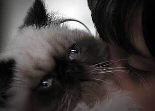 Persų veislės katė