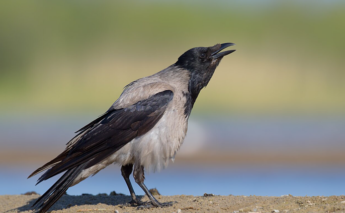 „Vėl pilni medžiai“: gyventojus vargina aplinką teršiantys varniniai paukščiai