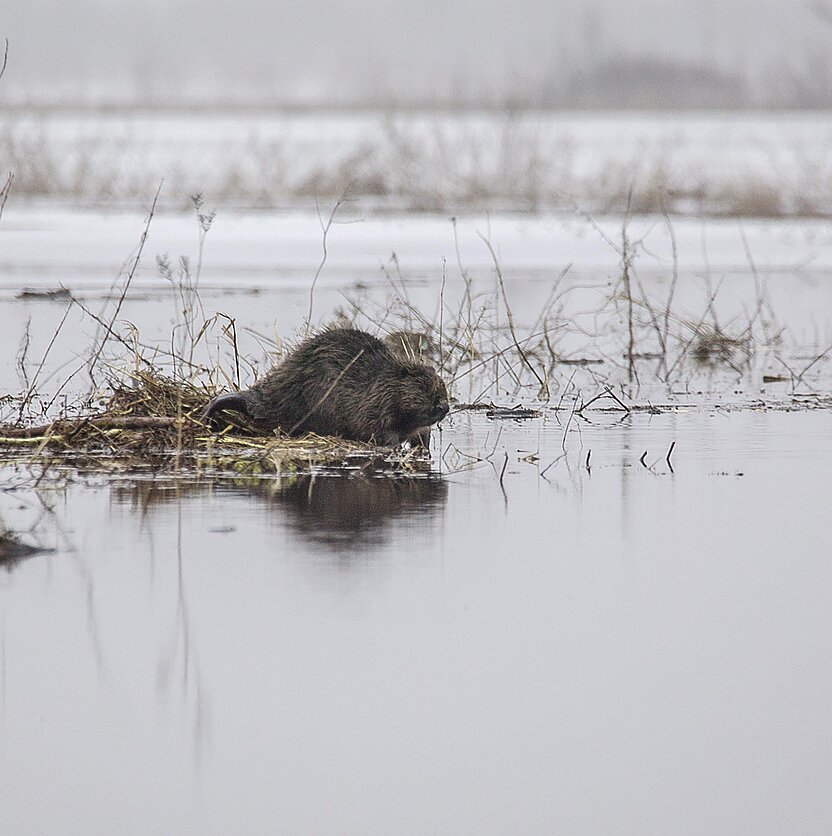 Jerzy Strzelecki (Creative Commons Attribution-Share Alike 3.0.), Upinis bebras (Castor Fiber)
