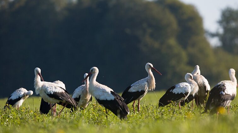 Portugalijos baltieji gandrai nebemigruoja: maisto randa šiukšlynuose