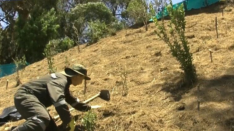 Kolumbijoje karo nusikaltėliai atlieka alternatyvias bausmes – laisvėje sodina medžius
