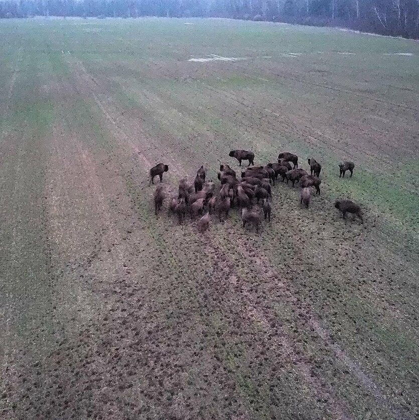 N. Dubnikovo nuotrauka., Stumbrų banda Kauno rajone.