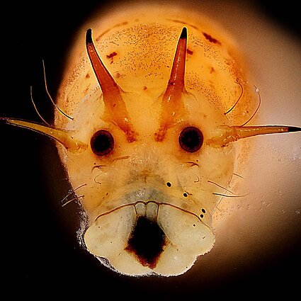 Vabzdžių lervos maistui ir biologinei įvairovei