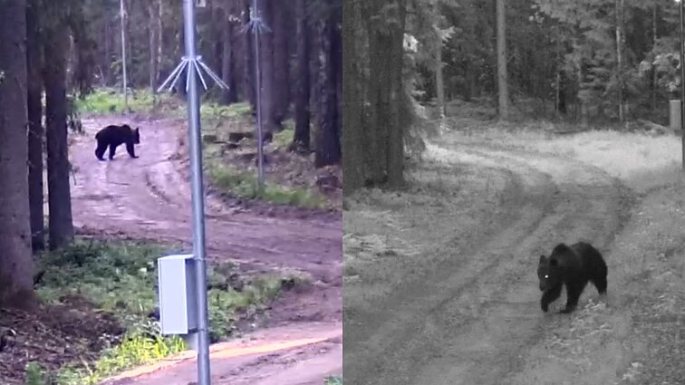 Pasieniečiai Čepkelių raiste užfiksavo mešką: apsilankė ES ir grįžo į Baltarusiją