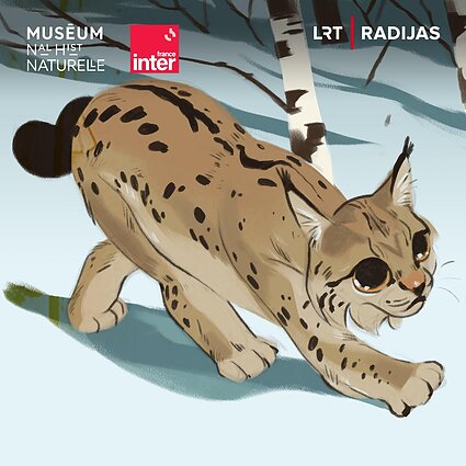 Lūšis: pretenzingasis tundros vaiduoklis