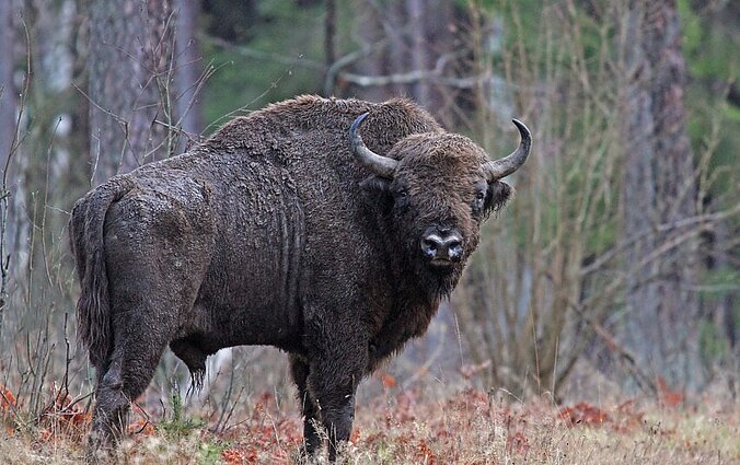 VDU mokslininkų nuopelnas: pirmieji pasaulyje nuskaitė stumbro genomą