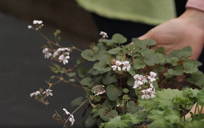 Kvapioji pelargonija Kvapioji pelargonija