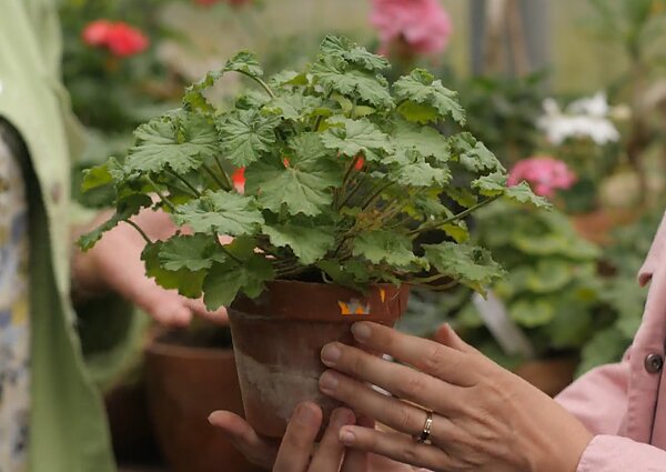 Kvapioji pelargonija Kvapioji pelargonija