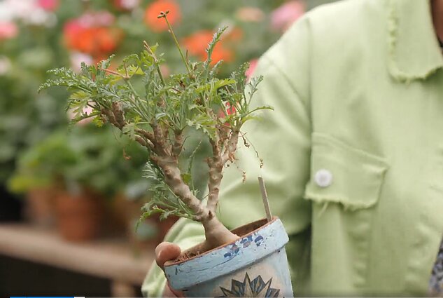 Sukulentinė pelargonija Sukulentinė pelargonija