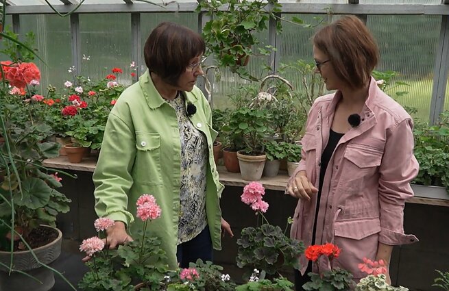 Rimanta Vainorienė pasakoja apie pelargonijų auginimą Rimanta Vainorienė pasakoja apie pelargonijų auginimą
