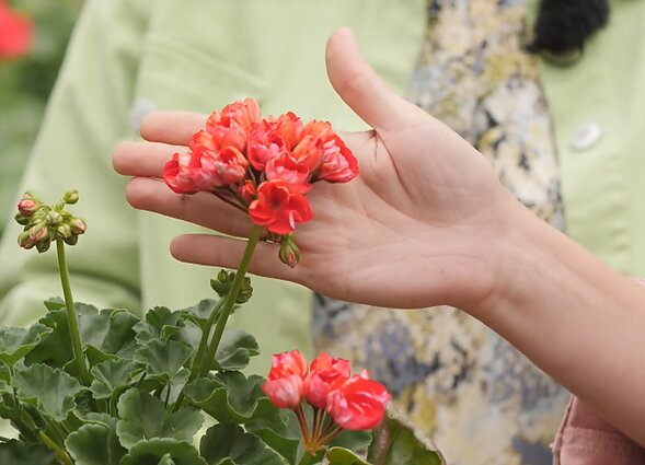 Tulpiažiedė pelargonija Tulpiažiedė pelargonija