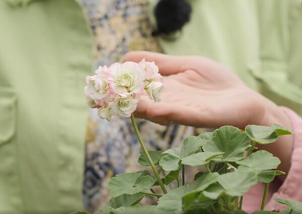 Rožiažiedė pelargonija Rožiažiedė pelargonija