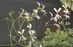 Pelargonium trifidum Pelargonium trifidum