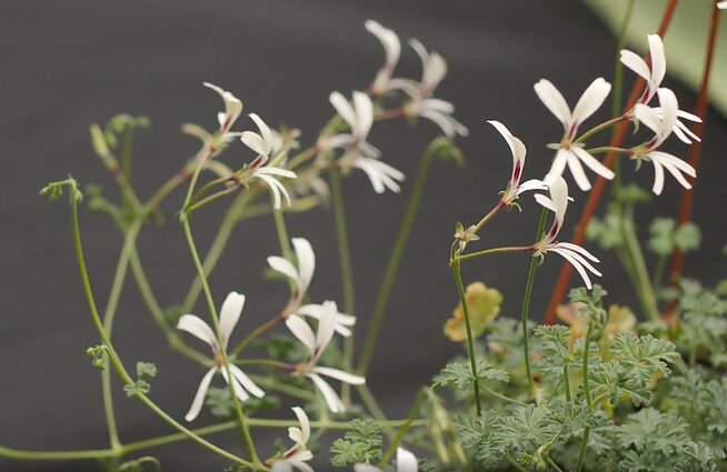 Pelargonium trifidum Pelargonium trifidum