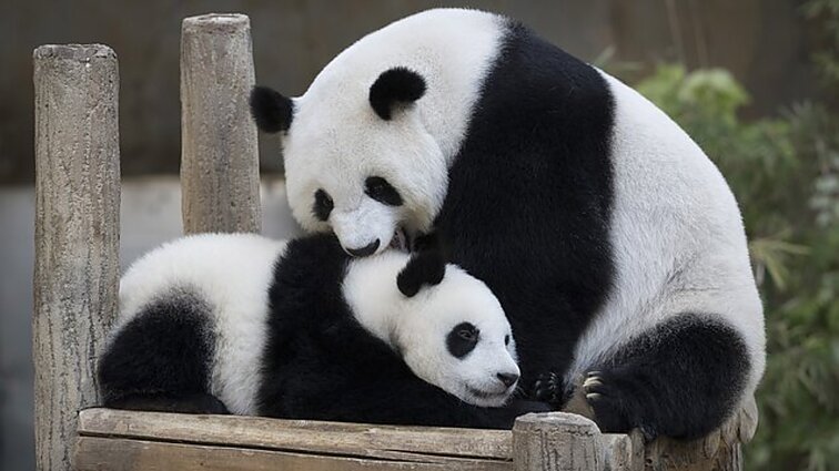 Kinija į JAV kaip diplomatinį simbolį siunčia dvi pandas