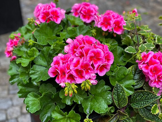 Pelargonija Pelargonija