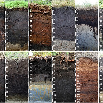 Kodėl ūkininkai nerimauja dėl durpžemių atkūrimo?