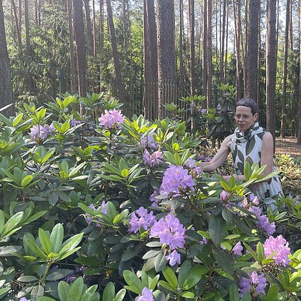 Auginti rododendrus gali kiekvienas: reikėtų dar pasistengti, kad jie nunyktų